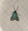 Jordanita sp.